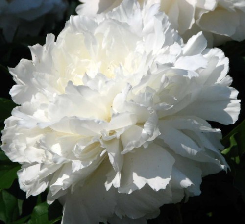 Przejdź do produktu Peonia piwonia biała  SHIRLEY TEMPLE kłącze 1szt