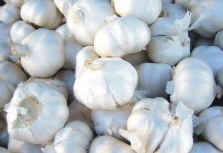 CZOSNEK-JARY-POLSKI-DO-SADZENIA-WIOSNA