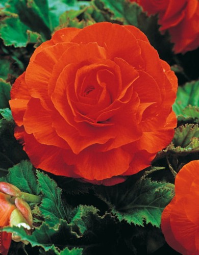 Przejdź do produktu Cebulki begonie 5szt pełna pomarańczowa na balkon