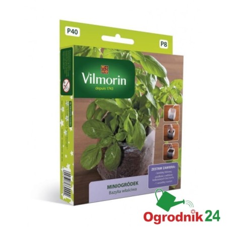 vil-miniogrodek-bazylia-wlasciwa.jpg