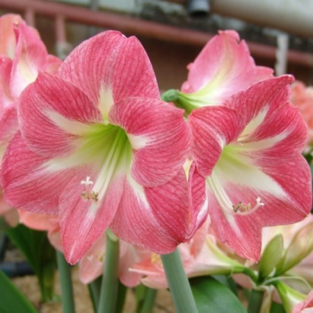 amaryllis-hippeastrum-cebula-exposure-rozowo-bialy.jpg