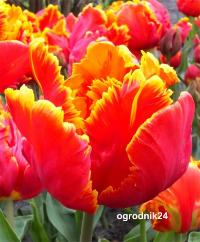 Przejdź do produktu  Tulipan papuzi Bright Parrot 20 sztuk cebul 
