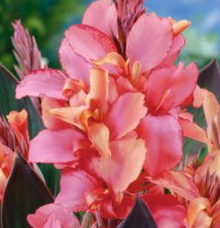 Przejdź do produktu Paciorecznik canna CHAMPION kanna różowa kłącze 3szt