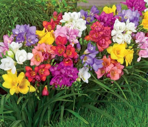 Przejdź do produktu Frezja ogrodowa pełna pachnąca 50szt zestaw kolorów