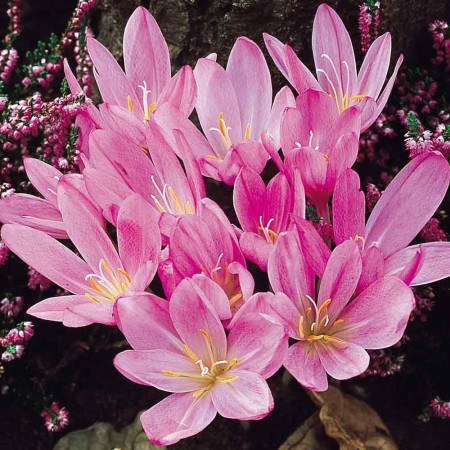 zimowit-colchicum-lilac-wonder-2.jpg