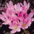 zimowit-colchicum-lilac-wonder-2.jpg