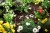 1362-gardena-naziemna-linia-kroplujaca-4,6-mm-3-16-micro-drip-system-15m-nawadnianie-2.jpg