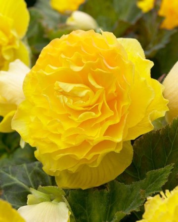 begonia pełna żółta.jpg
