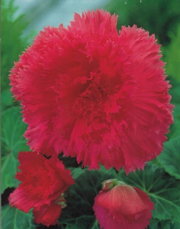begonia-fimbriata-strzepiasta-rozowa.jpg