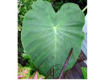 colocasia-ucho-slonia.jpg