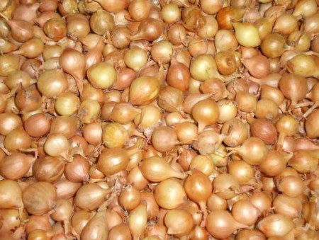 cebula-dymka-do-sadzenia-sztutgardzki-olbrzym.jpg