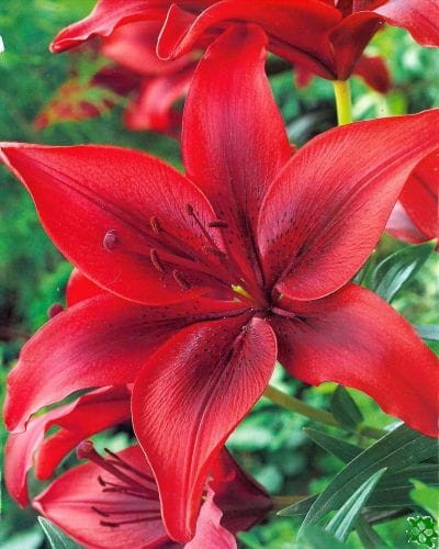 Przejdź do produktu Lilia azjatycka ogrodowa RED COUNTY 5szt  0010/0011