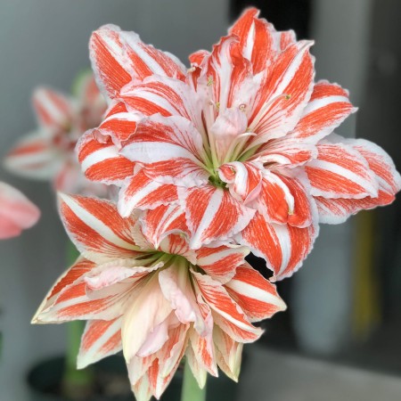 Amaryllis_Dancing_Queen.jpg