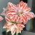 Amaryllis_Dancing_Queen.jpg