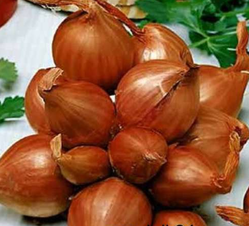 Przejdź do produktu Cebula dymka SZALOTKA delikatny smak do sadzenia 0,5kg