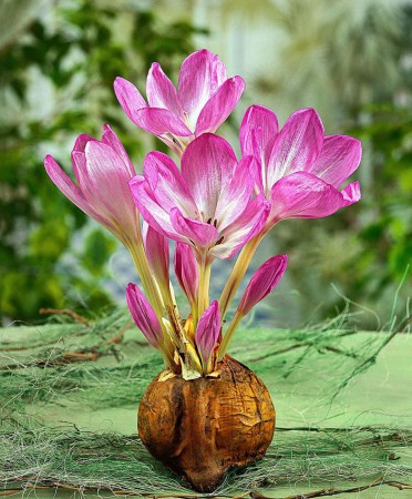 zimowit-colchicum-lilac-bedder-2.jpg