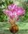 zimowit-colchicum-lilac-bedder-2.jpg