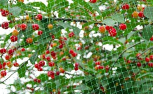 Przejdź do produktu Siatka ochronna przeciw ptakom 3x5 67865