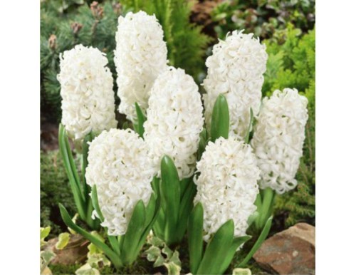 Przejdź do produktu Hiacynt Carnegie biały pachnący 10szt cebulki hiacyntów 1121