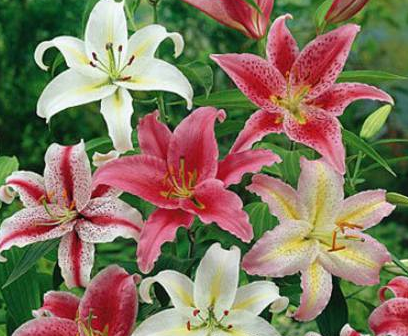 Przejdź do produktu Lilie orientalne pachnące zestaw 5szt