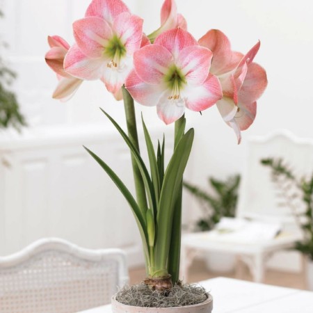 Amarylis-hippeastrum-apple-blossom-bialo-rozowy.jpg