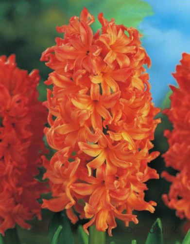 Przejdź do produktu Hiacynt Gipsy Queen pomarańczowy 10szt cebulki hiacyntów 1106