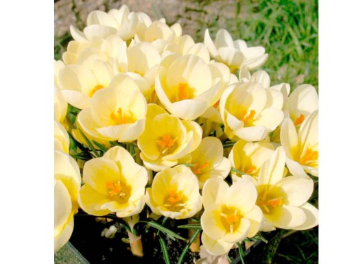 Przejdź do produktu Krokus kremowy CREAM BEAUTY 50szt cebulki krokusów 1235