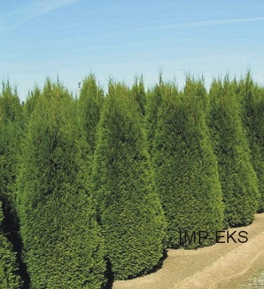 Przejdź do produktu TUJE PIĘKNA TUJA THUJA SZMARAGD 120CM
