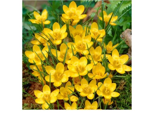 Przejdź do produktu Krokusy żółte botaniczne Dorothy 50szt cebulki 1246