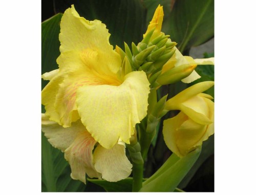 Przejdź do produktu Paciorecznik kanna canna żółta Richard Walace kłącze 3 szt.