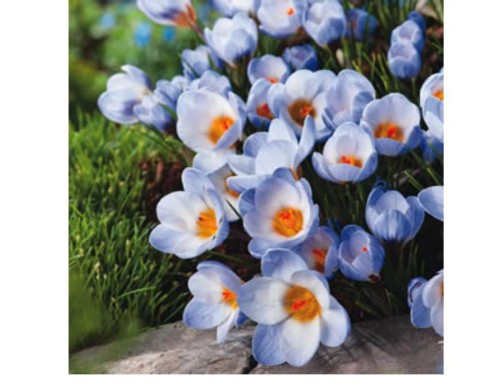 Przejdź do produktu Krokus BLUE PEARL cebulki krokusów wczesnych 50szt 1236