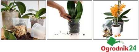 Sola_Orchids_Orchiata_Classic_Super_Power_Power-plus_transplant.jpg