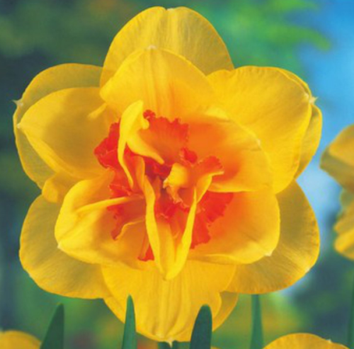 Przejdź do produktu Narcyz pełny żółto-pomarańcz TAHITI cebulki 10szt 1724