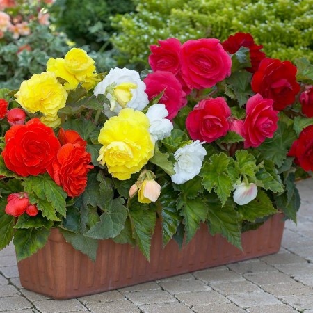 begonia pełna mix.jpg