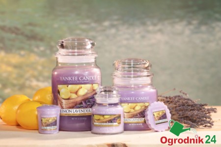 LEMONN LAVENDER OGRODNIK24.jpg