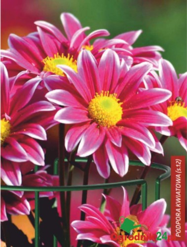 Przejdź do produktu Metalowa podpora do roślin 60X20 cm 2029 