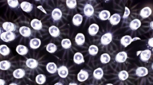 Przejdź do produktu Lampki choinkowe 50 LED białe 4,9m 20-022