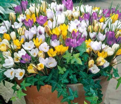 Przejdź do produktu Krokusy Zwiastuny Wiosny zestaw 100 szt. cebulki krokusów