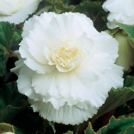 Przejdź do produktu Cebulki begonie 5szt pełna biała 5szt na balkon