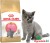 Royal_Canin_British_Shorthair_Kitten_ogrodnik24.jpg