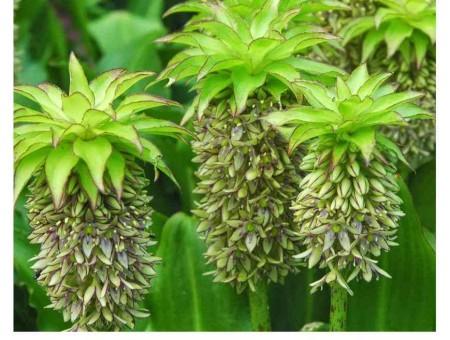 eucomis.jpg
