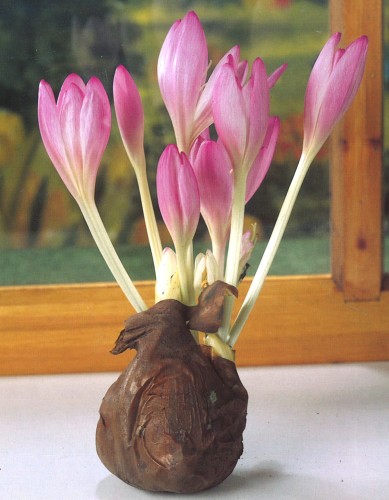 Przejdź do produktu Zimowit jasny różowy Colchicum Giant 1szt