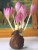 zimowit-colchicum-lilac-wonder.jpg