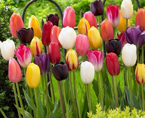 Przejdź do produktu Tulipany długokwitnące zestaw 100szt cebulki tulipanów