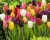 Tulipany-dlugokwitnace-mix-kolorow-100-cebul.jpg