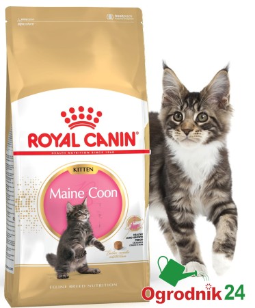 ROYAL_CANIN_Maine_Coon_Kitten_ogrodnik24.jpeg