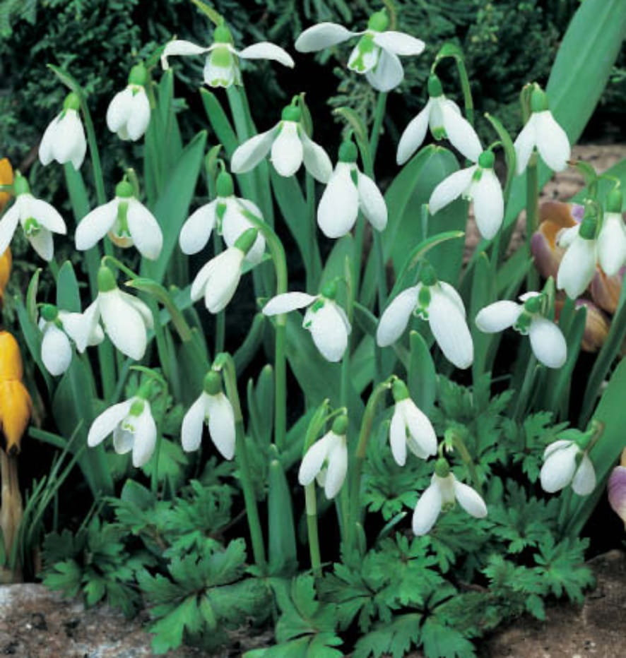 galanthus-elwesii-przebisnieg.jpg
