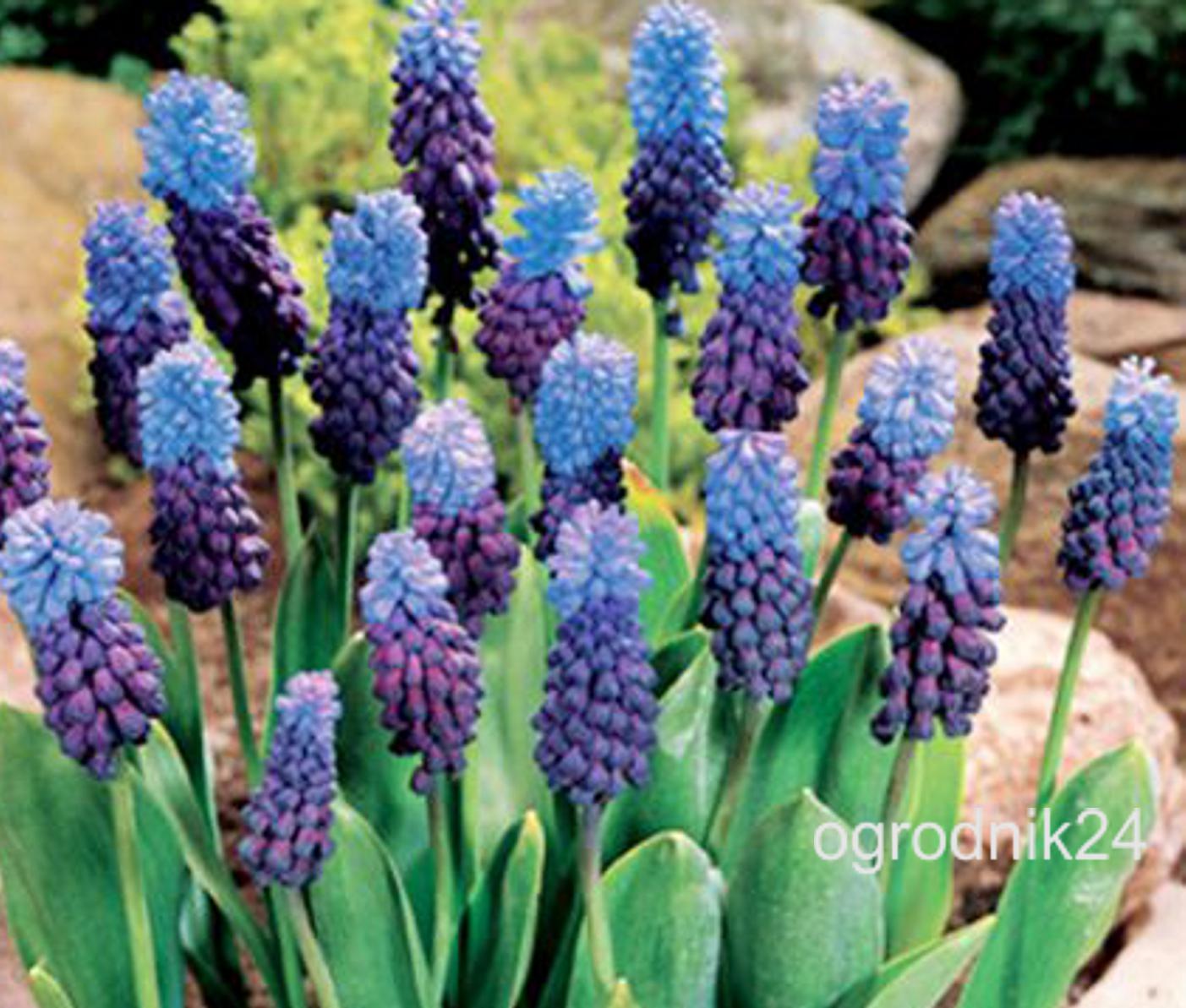 szafirki-cebulki-muscari-latifolium.jpg