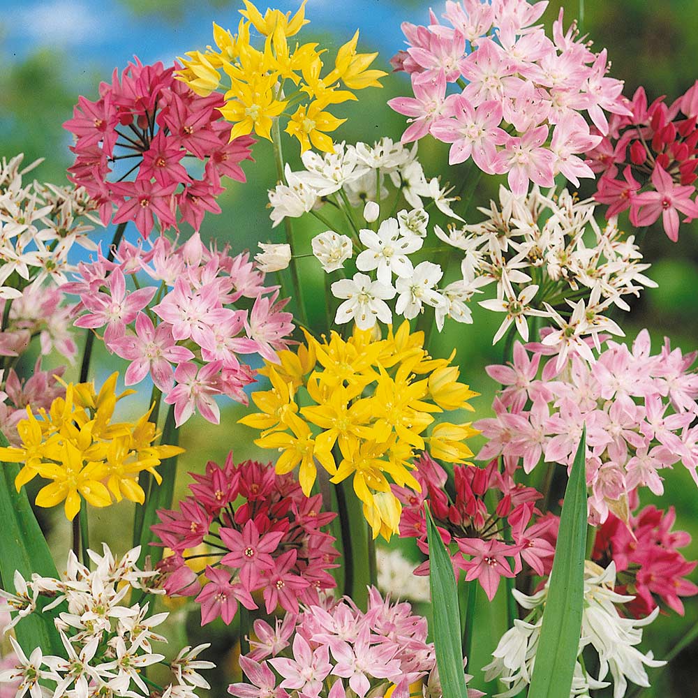 allium-mixed-czosnek-ogrodowy-mix.jpg