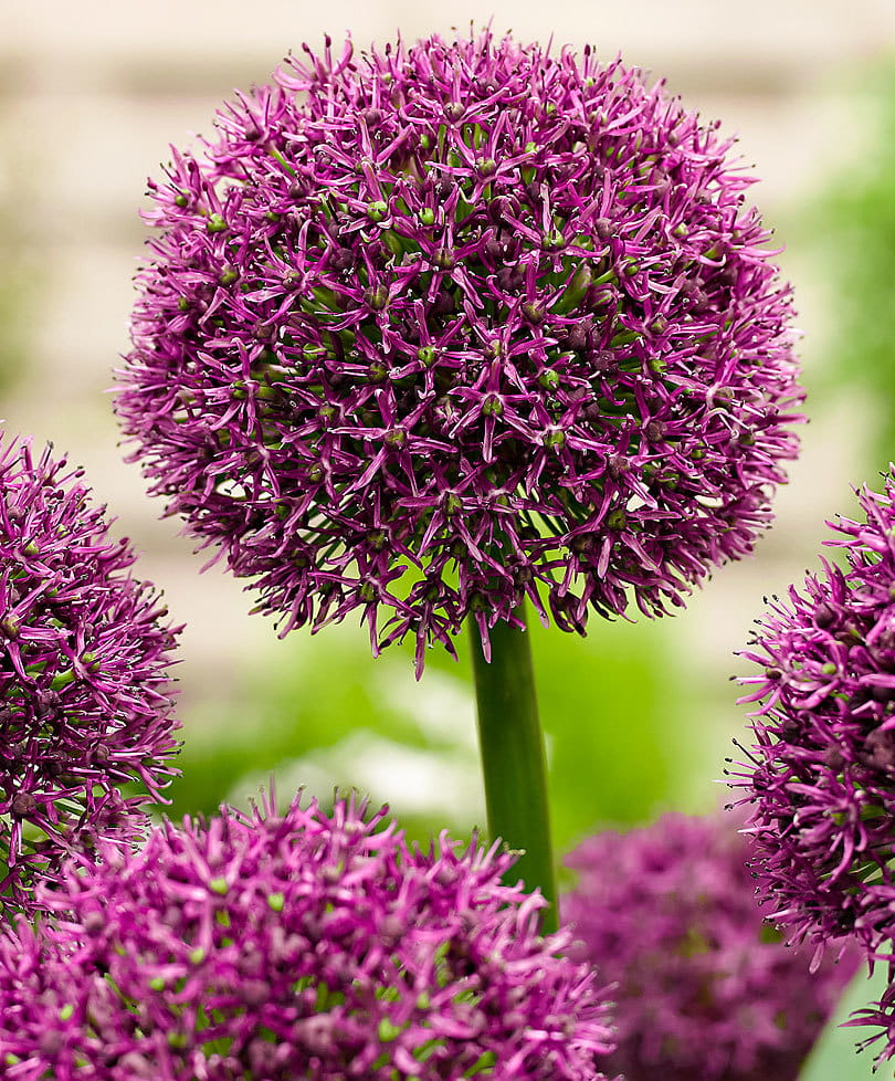 allium-ostara-czosnek-ogrodowy-2.jpg